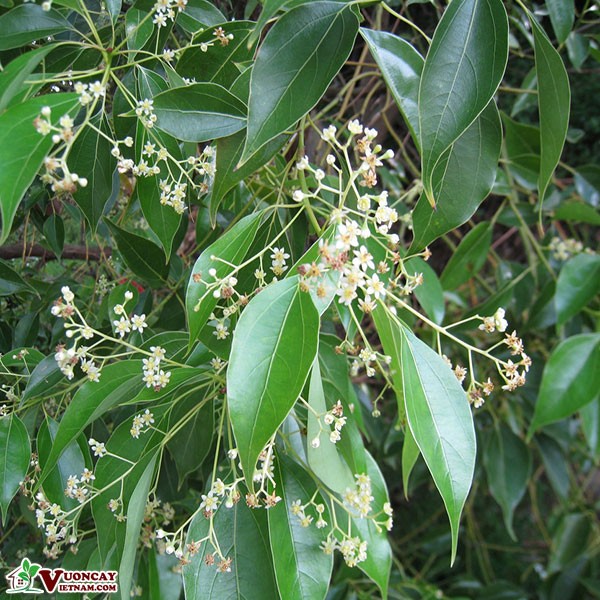 cay-xanh-3-1